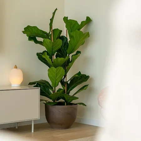 Eco Faja Villa Arco da Calheta (Madeira)