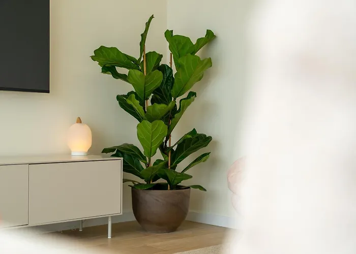 Eco Faja Villa Arco da Calheta (Madeira)